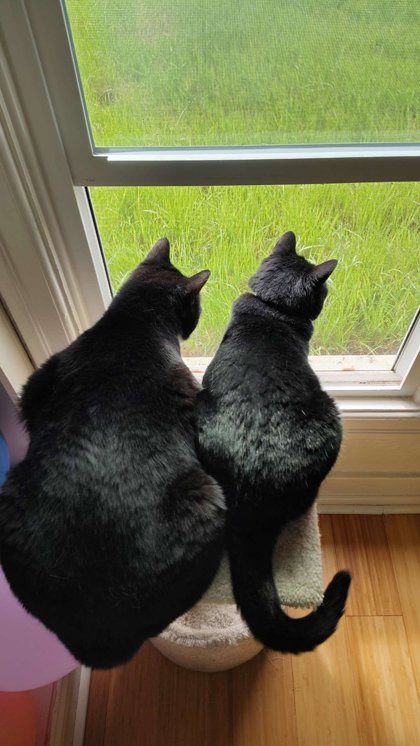 View Louis the Cat Photo #3