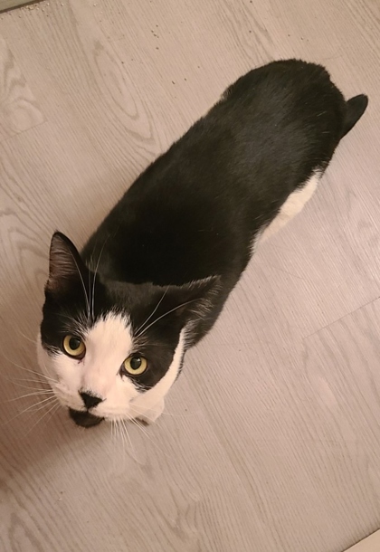 View This Cat Photo #3