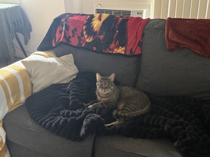 View This Cat Photo #3