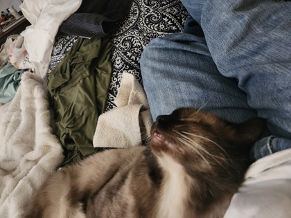 View Bandit the Cat Photo #3