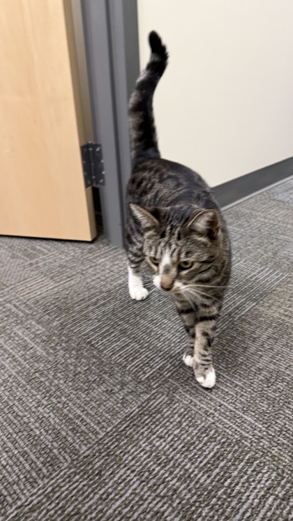 View This Cat Photo #2