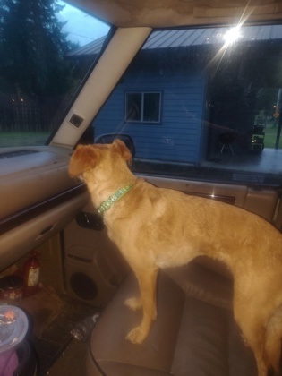 View This Dog Photo #2