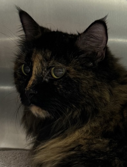 Photo of Mocha