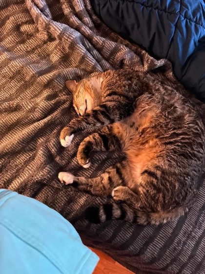 View Ollie the Cat Photo #3