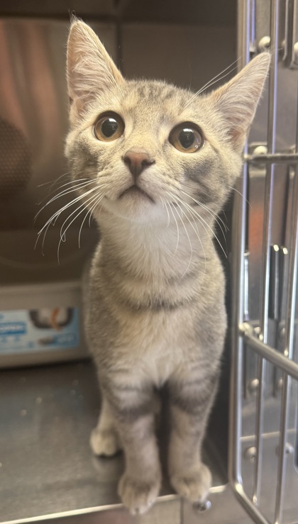 Photo of Chowder