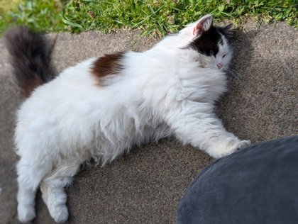 View This Cat Photo #3