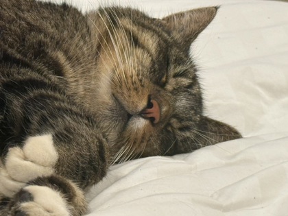 View Sam / Sammy the Cat Photo #2