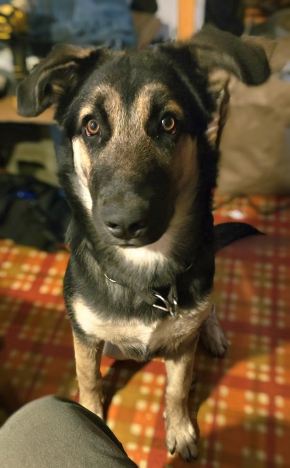 Ajax Nelson