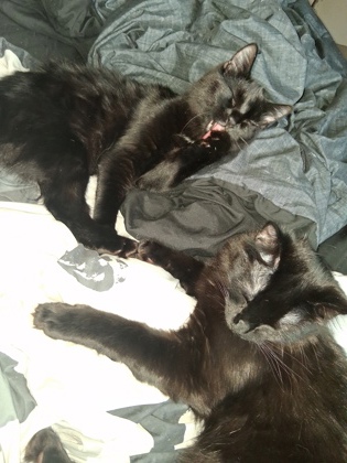 View Jr 1 the Cat Photo #2