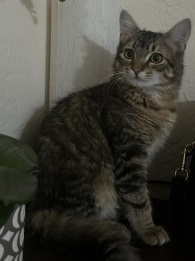 View Armin the Cat Photo #2