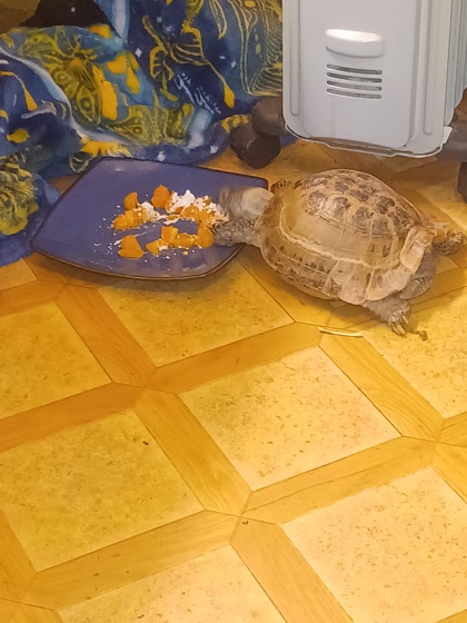 Have You Seen Buster? Buster