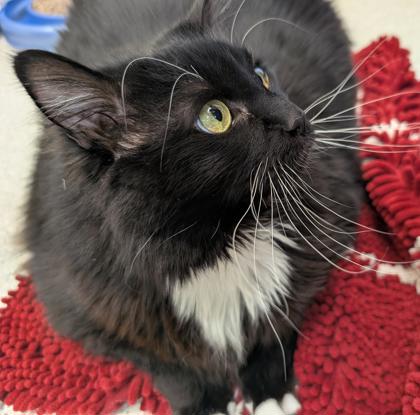 View Misty the Cat Photo #2