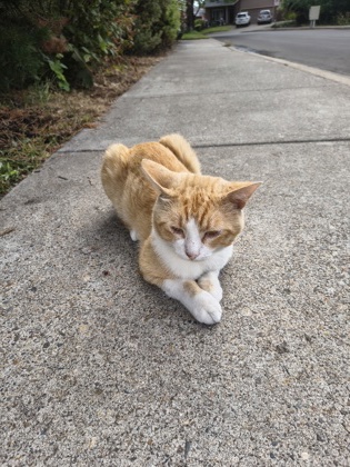 View This Cat Photo #2