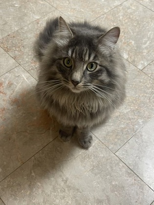View Theo the Cat Photo #3