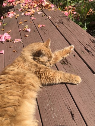 View Mufasa the Cat Photo #3