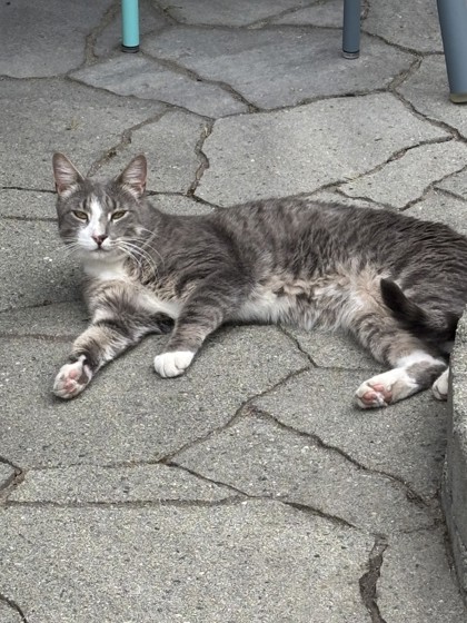 View This Cat Photo #2