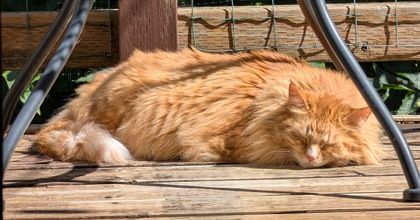 View Khajiit the Cat Photo #3