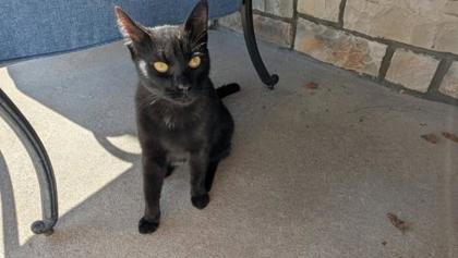 This Cat