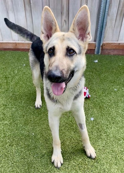 View Zero the Dog Photo #2