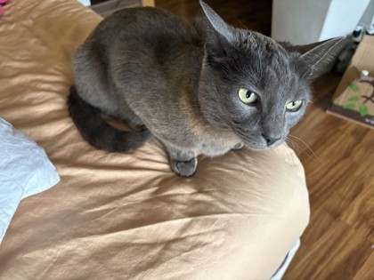 View Dutchess the Cat Photo #3