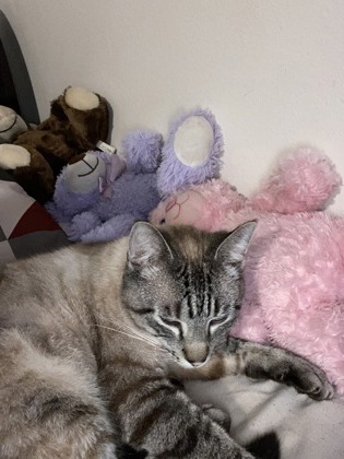 View Mufasa the Cat Photo #3
