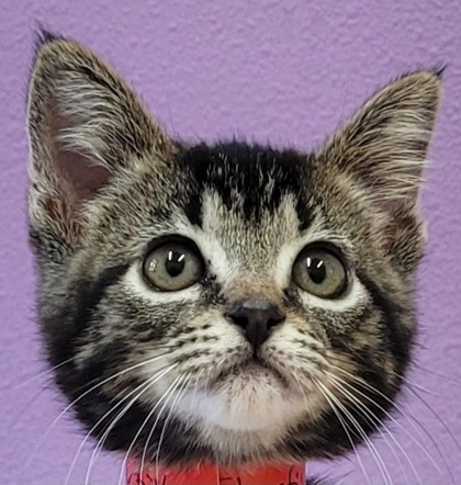 Starfish - Cat