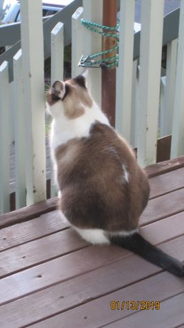 View Lily the Cat Photo #3