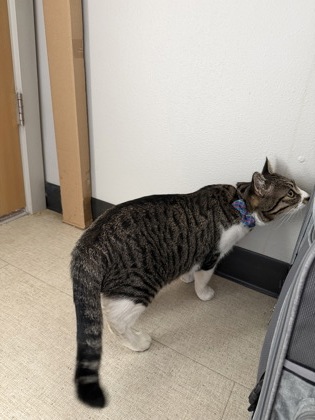 View This Cat Photo #3