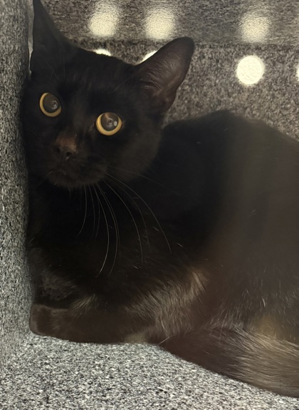 View Daquri the Cat Photo #2