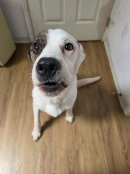 View This Dog Photo #2