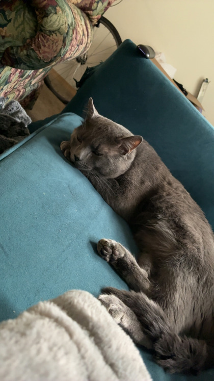 View Borris the Cat Photo #3