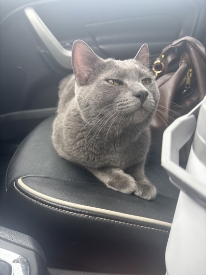 View This Cat Photo #2