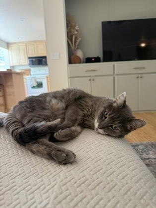 View Nugget the Cat Photo #3