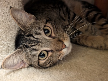 View Cracker the Cat Photo #3