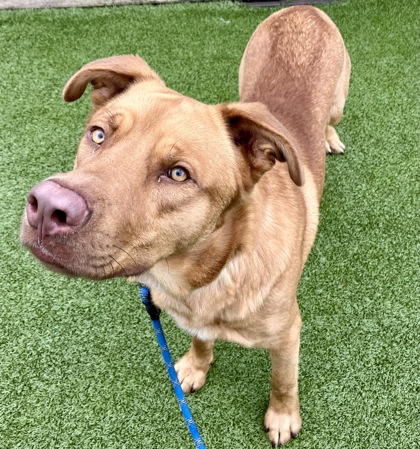 View Hershel the Dog Photo #2