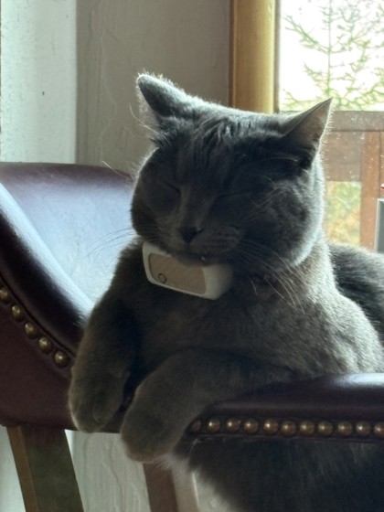 View Dutchess the Cat Photo #2