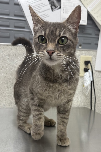 Have You Seen This Cat? 61354815