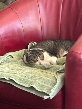 View This Cat Photo #2
