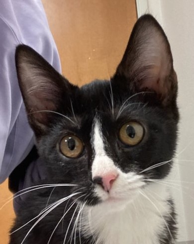 View Billy Bob the Cat Photo #2