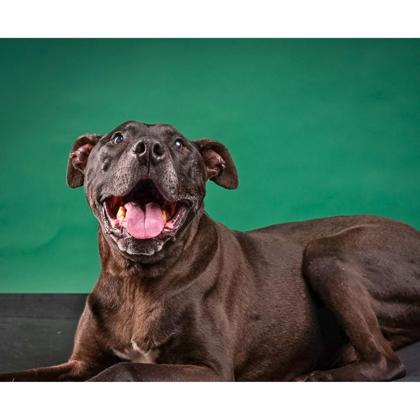 View Drako the Dog Photo #2
