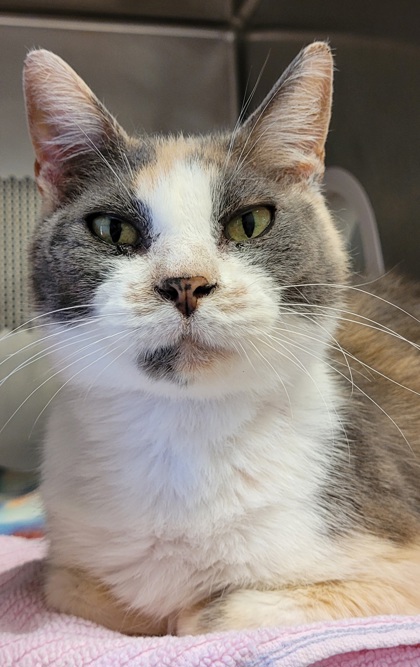 Photo of Emmylou