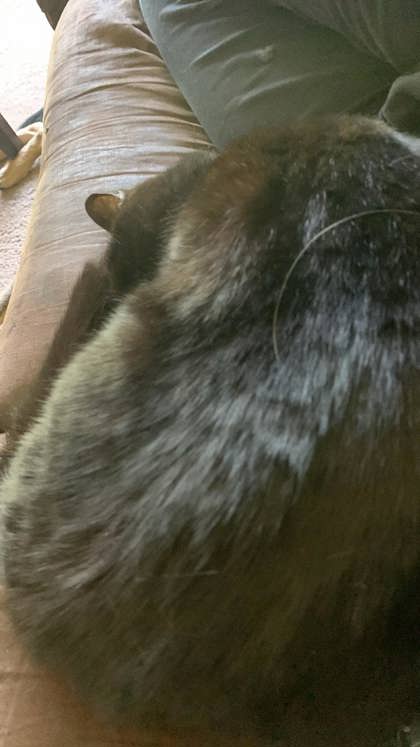 View Prissy the Cat Photo #2