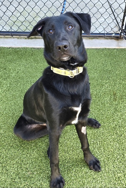 View Willy the Dog Photo #3