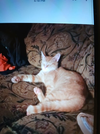 View Fisher the Cat Photo #3