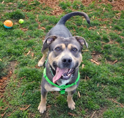 View Slate the Dog Photo #3