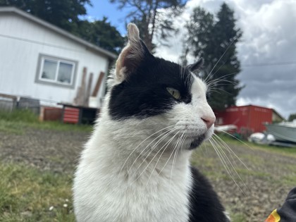 View Bart the Cat Photo #3