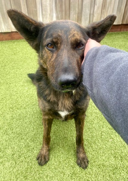 View Cookies the Dog Photo #2