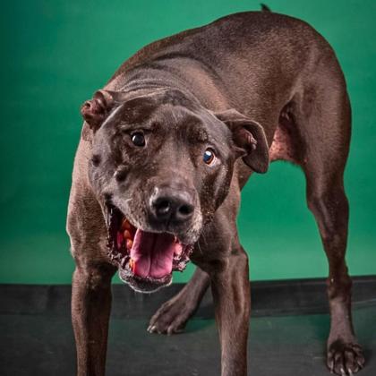 View Drako the Dog Photo #3