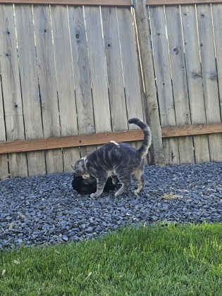View Kee the Cat Photo #3