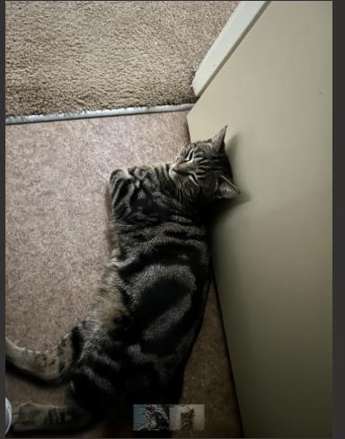 View This Cat Photo #2